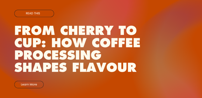 From Cherry to Cup: How Coffee Processing Shapes Flavour