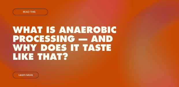 What Is Anaerobic Processing — And Why Does It Taste Like That?