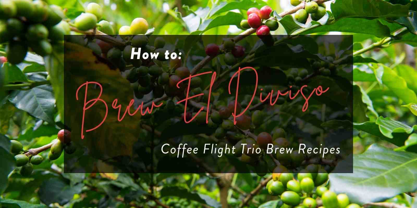 How to Brew Guide: El Diviso Coffee Flight Trio