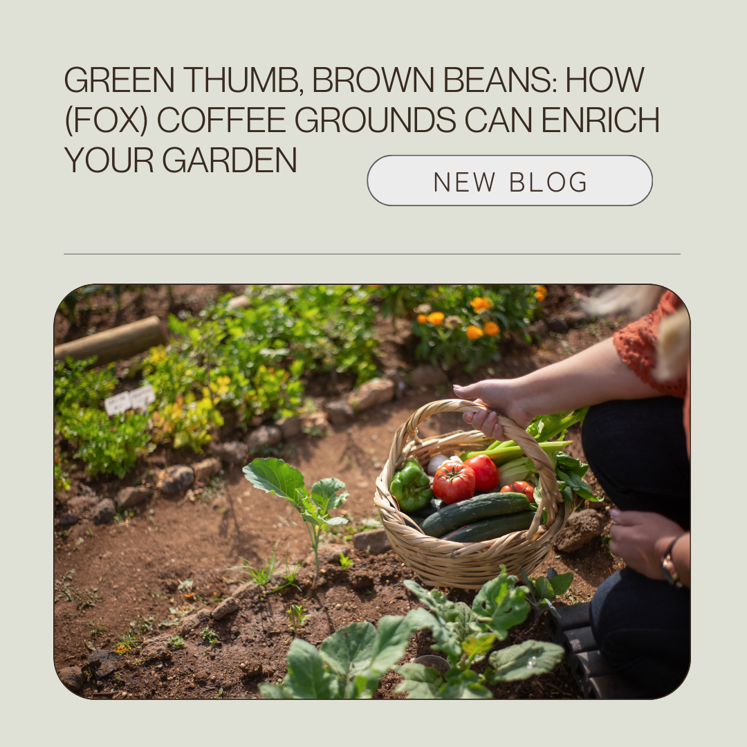 How Coffee Grounds Can Enrich Your Garden