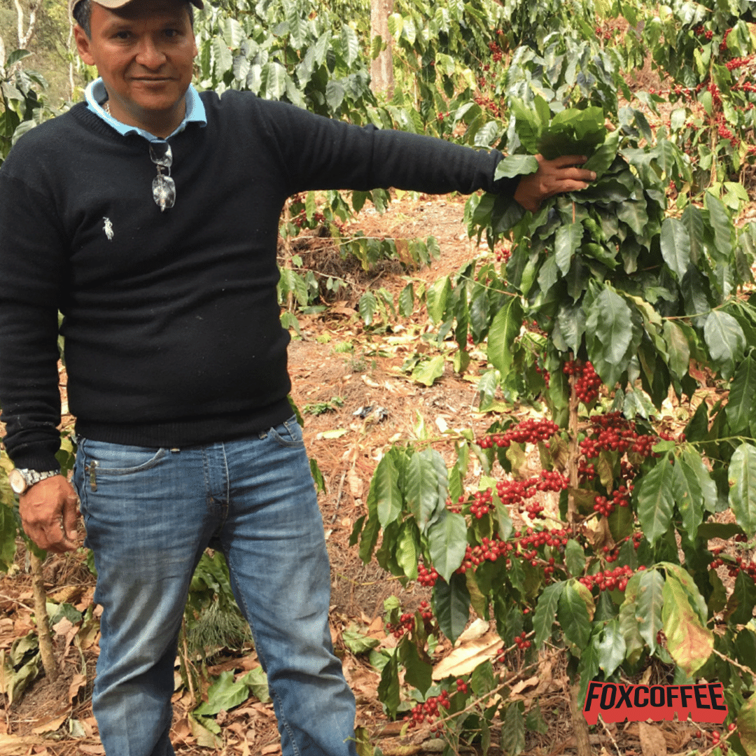 Guatemala Finca Linda Vista